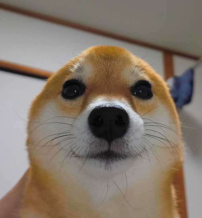 柴犬の写真