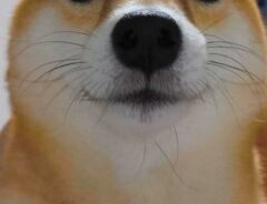 柴犬の写真