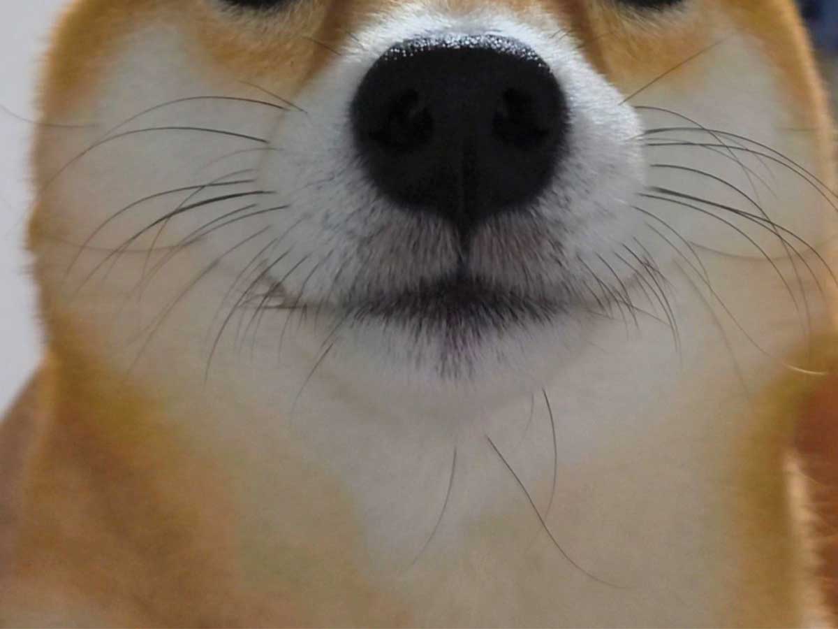 柴犬の写真