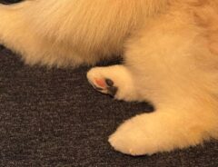 ポメラニアンの写真