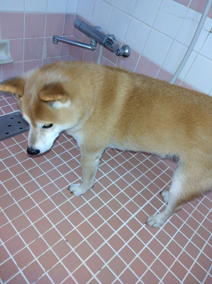 柴犬のテツくん