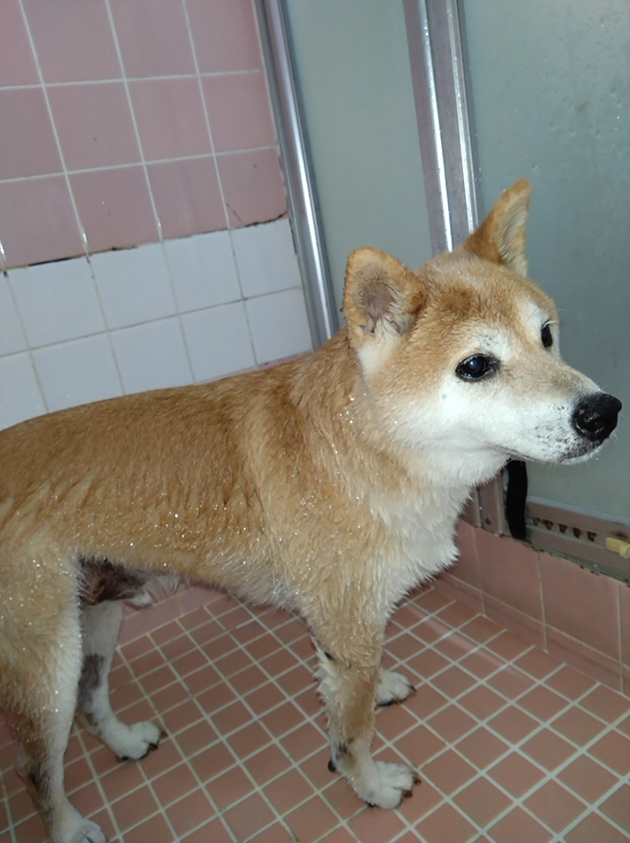 柴犬のテツくん