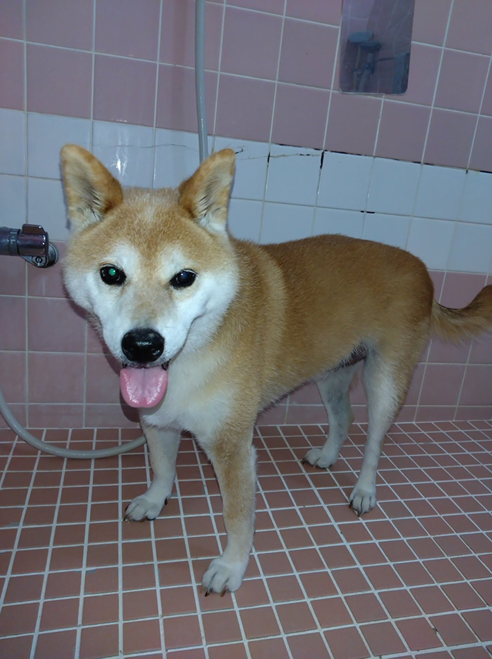柴犬のテツくん