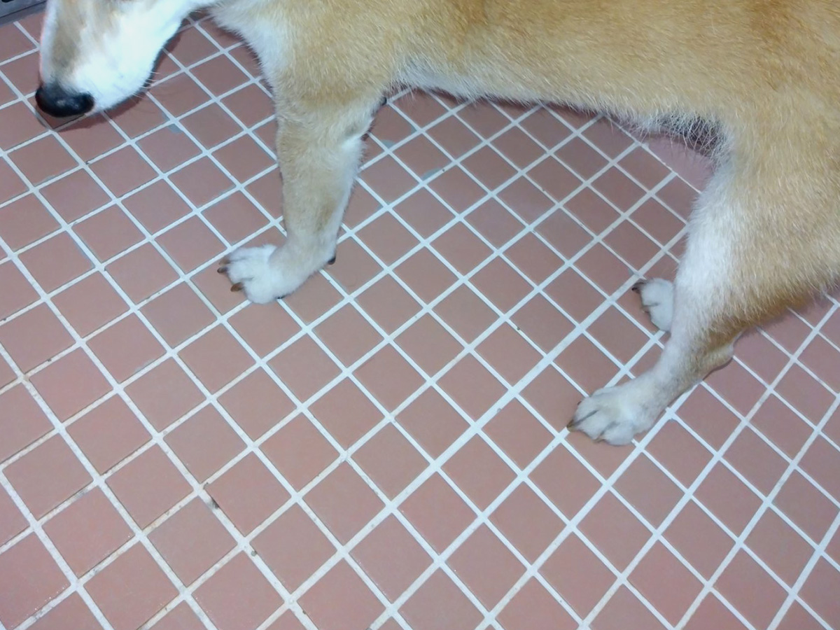柴犬のテツくん