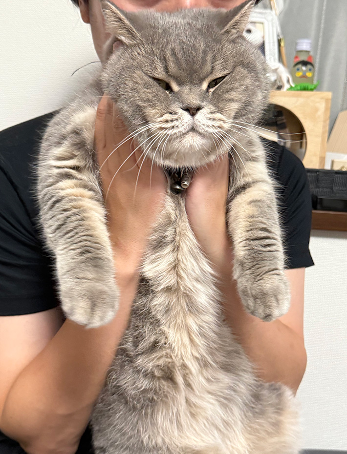 猫のいわしくん
