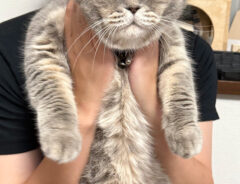 猫のいわしくん