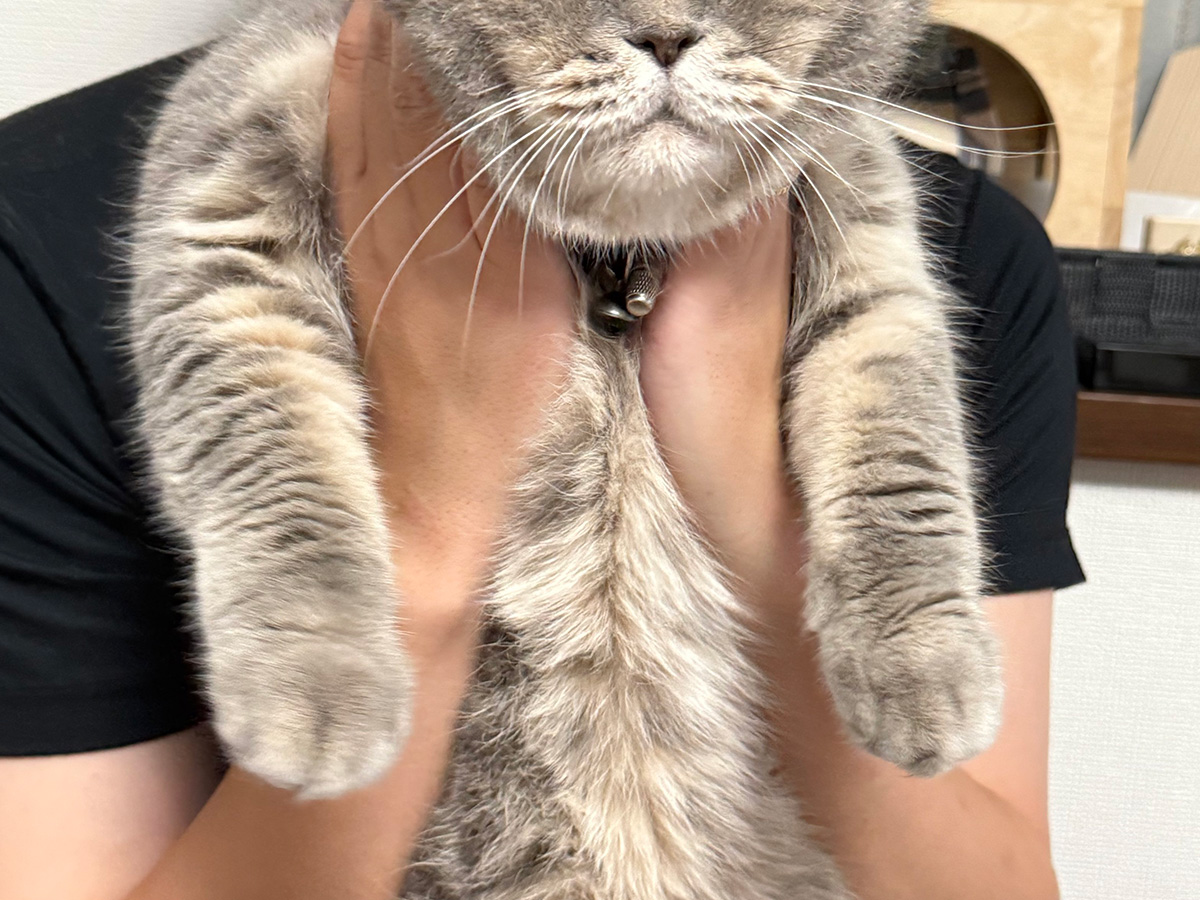 猫のいわしくん