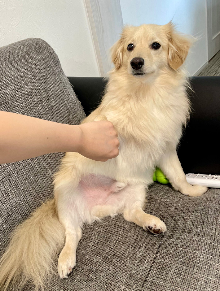 犬のとろろくん
