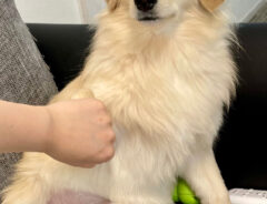 犬のとろろくん