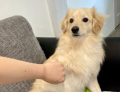 犬のとろろくん