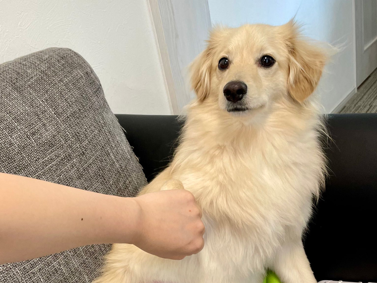 犬のとろろくん