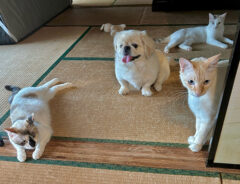@hao_kochiさん宅の愛犬・愛猫たち