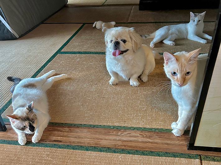 @hao_kochiさん宅の愛犬・愛猫たち