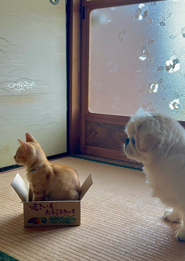 @hao_kochiさん宅の愛犬・愛猫たち