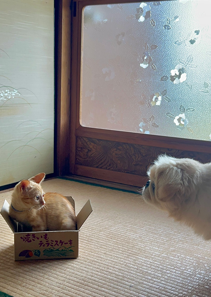 @hao_kochiさん宅の愛犬・愛猫たち