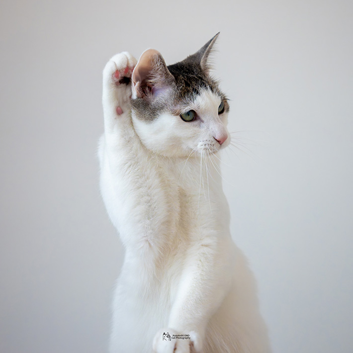 猫のジンくん