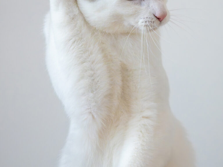 猫のジンくん