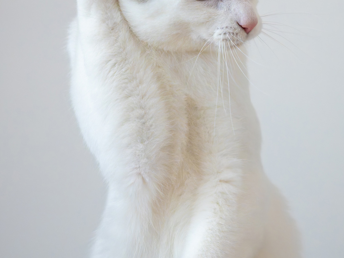 猫のジンくん