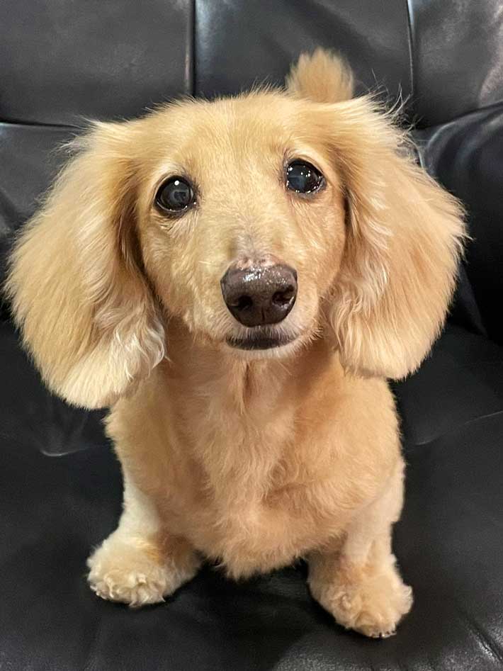ダックスフンドのサリーちゃん
