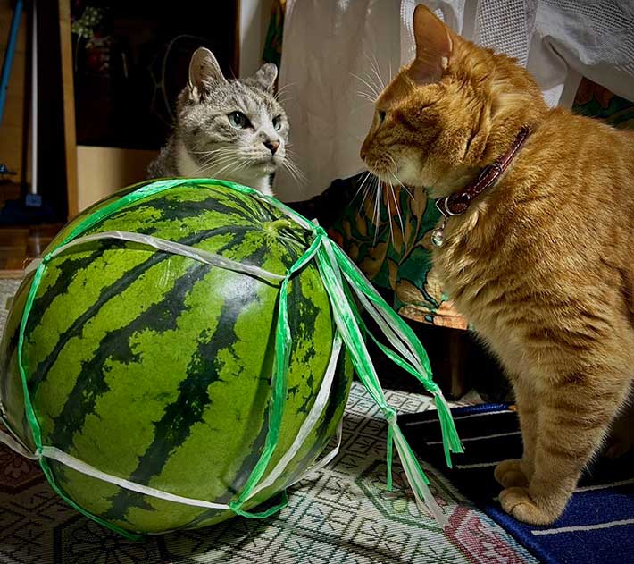 猫の写真