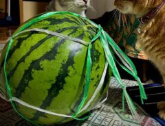 猫の写真