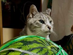 猫とスイカの写真
