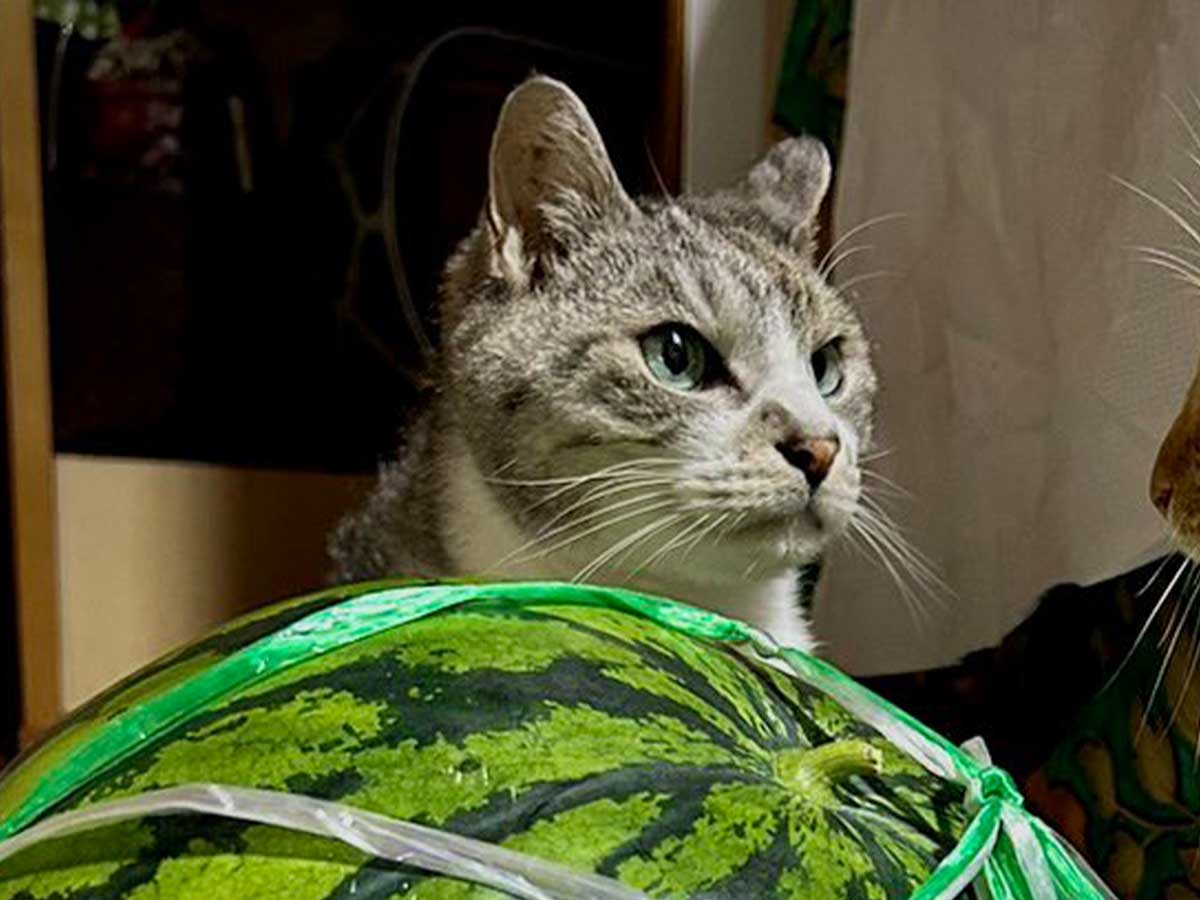 猫とスイカの写真