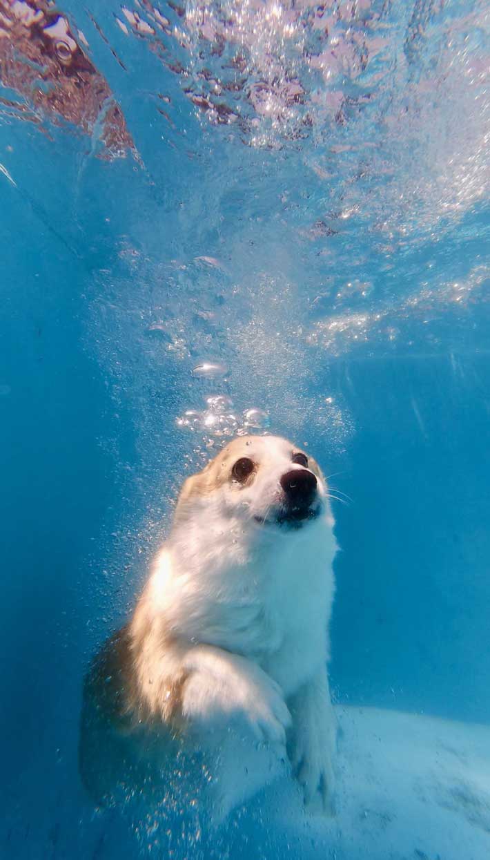 プールを泳ぐ犬