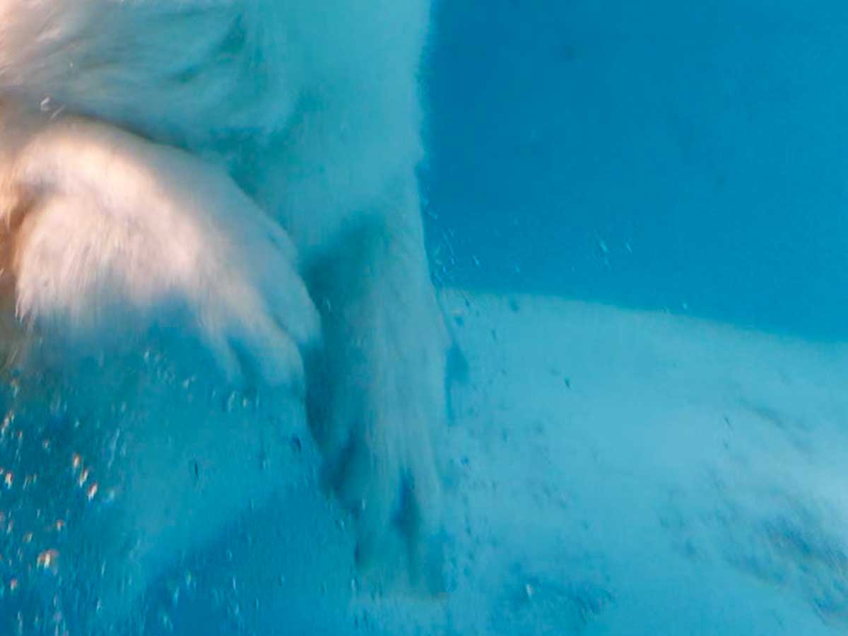 犬
