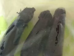 ナス
