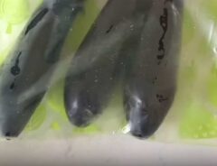 ナス