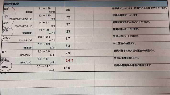 診断書の画像