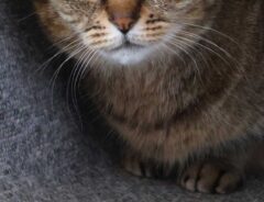 猫の画像