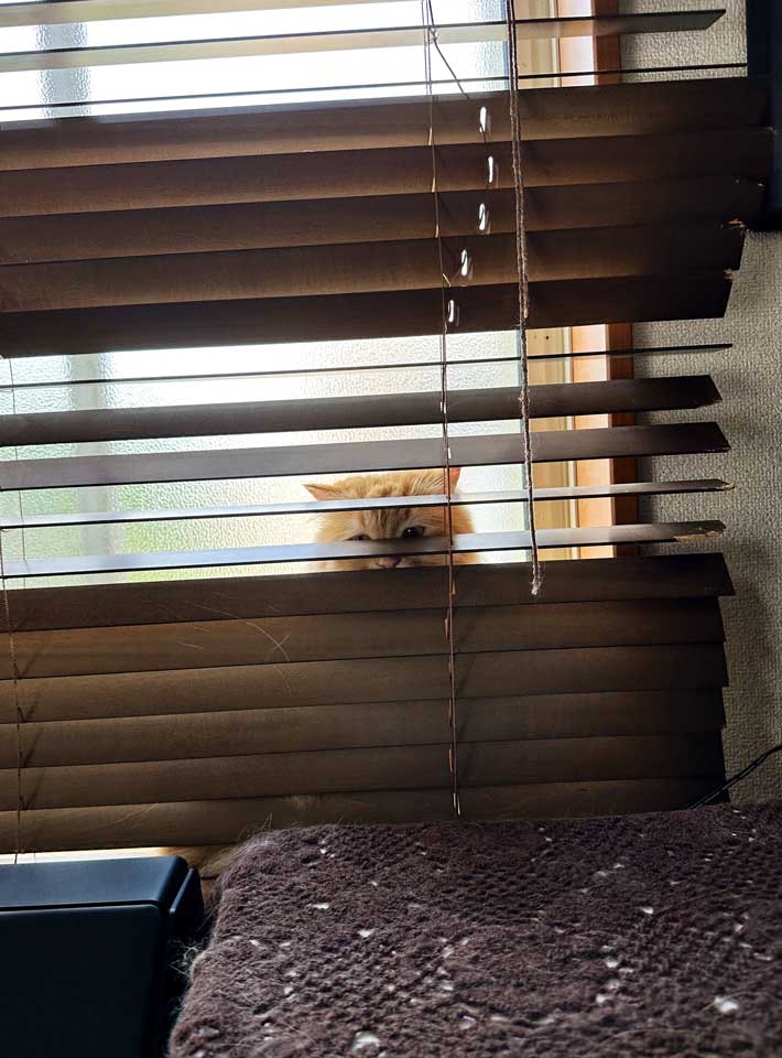 ブラインドの裏にいる猫