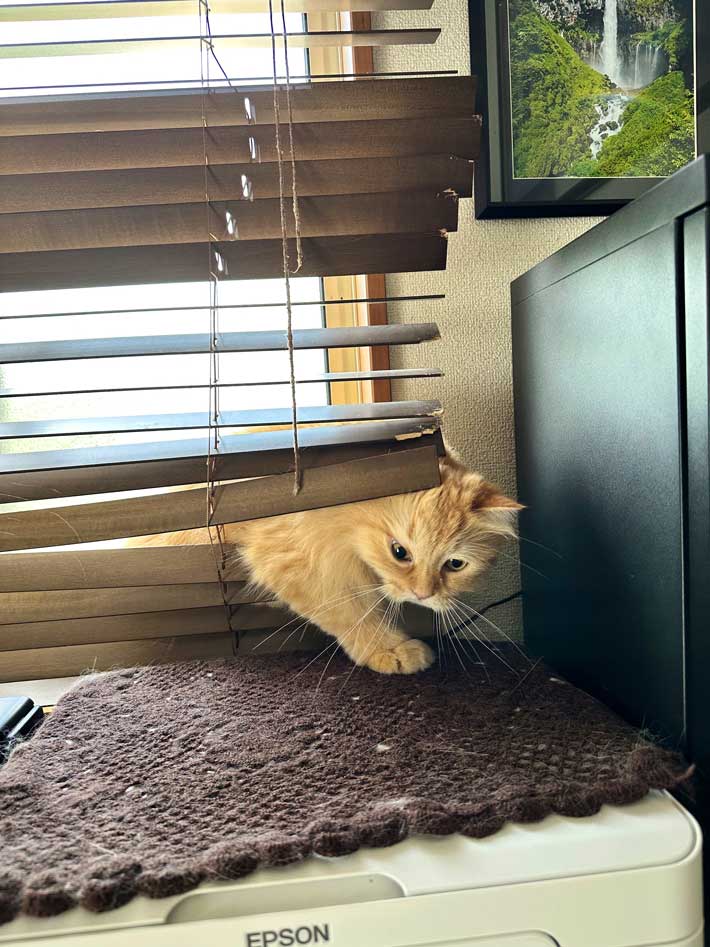 ブラインドから出てくる猫