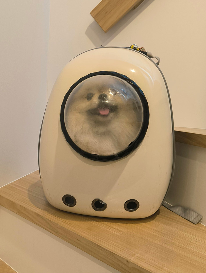 ポメラニアンのボスくん