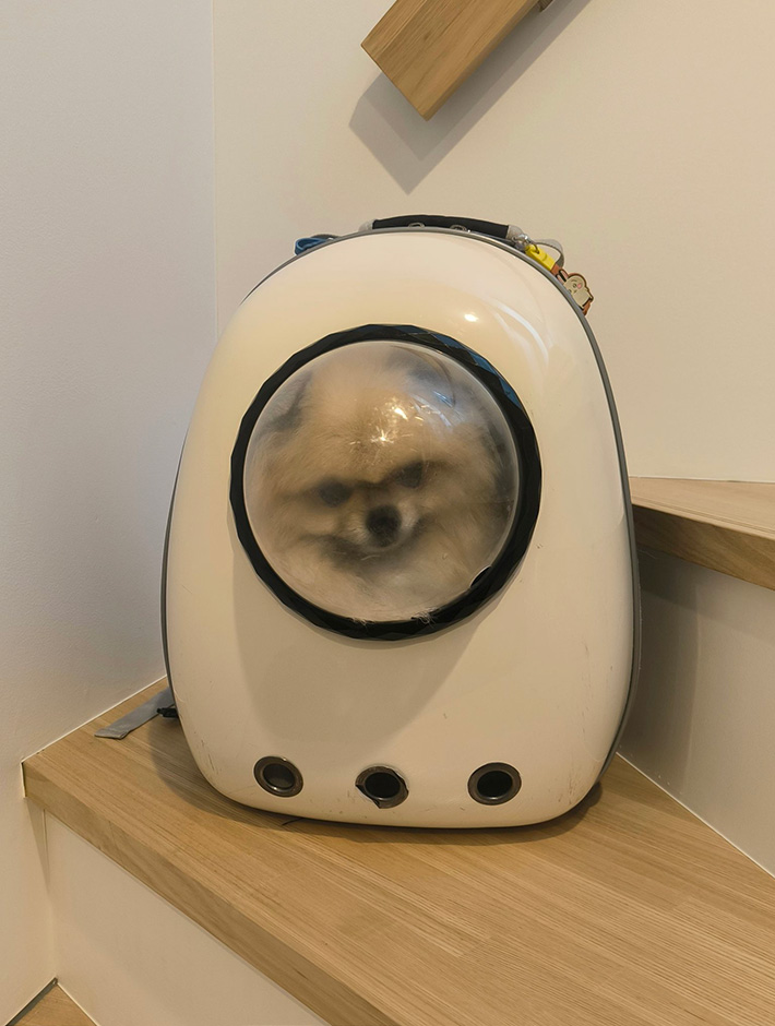 ポメラニアンのボスくん