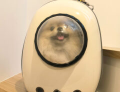 ポメラニアンのボスくん