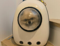 ポメラニアンのボスくん