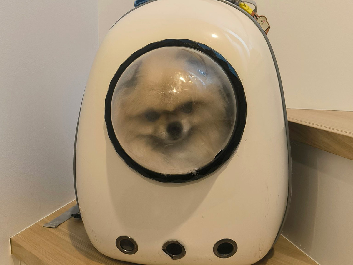 ポメラニアンのボスくん