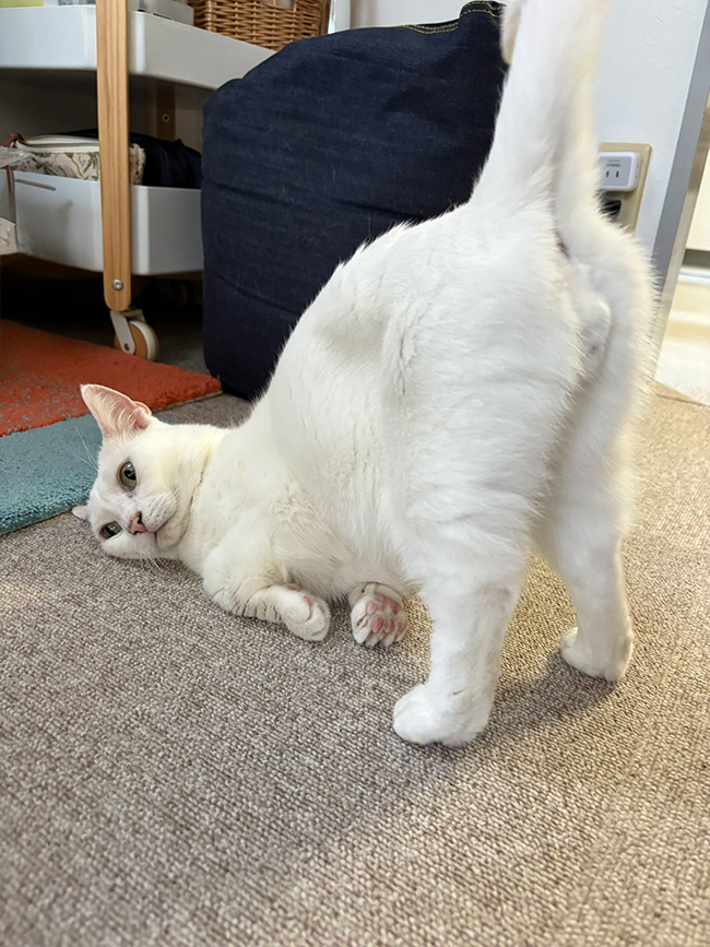 猫
