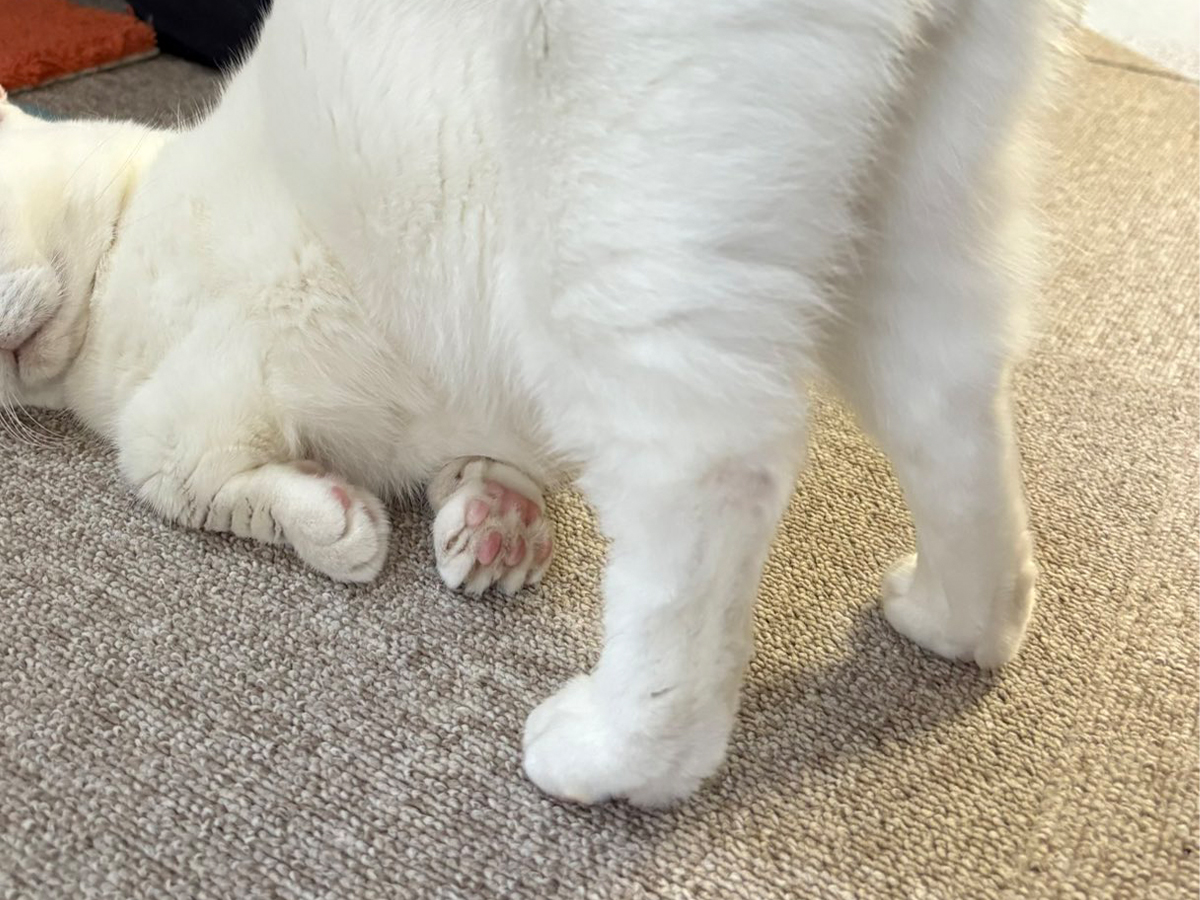 猫