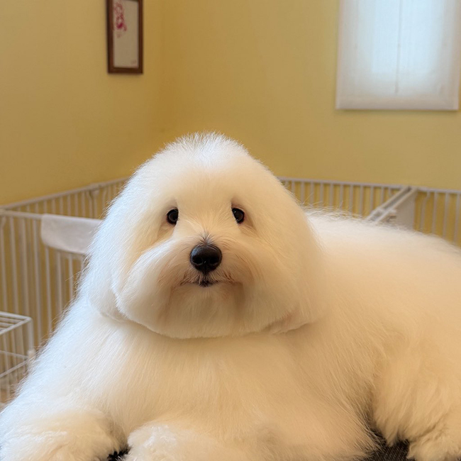 犬