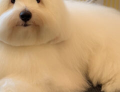 犬