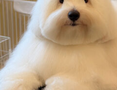 犬
