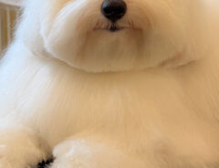 犬