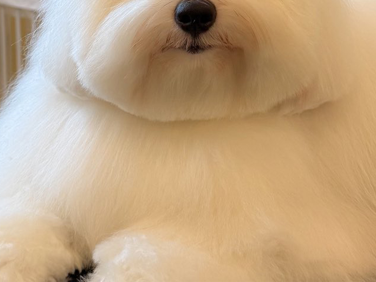 犬