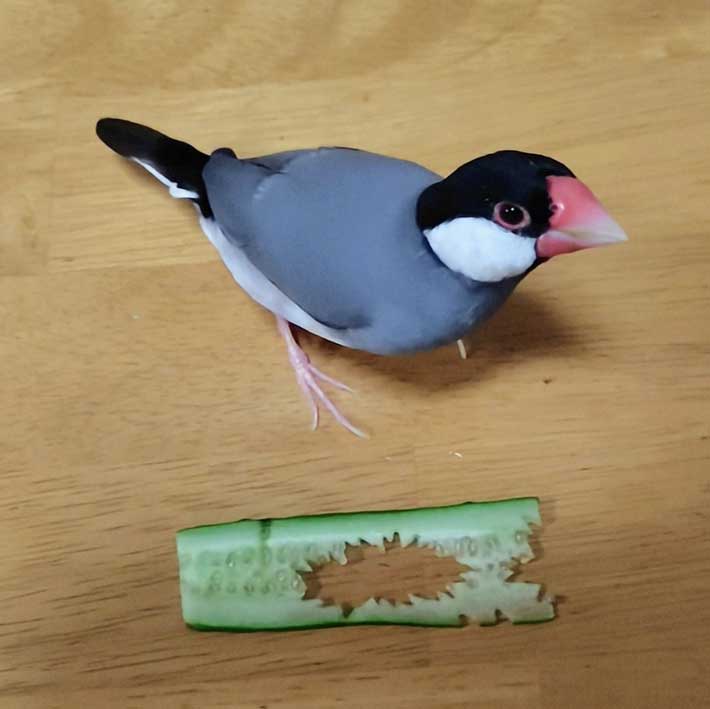 鳥の画像