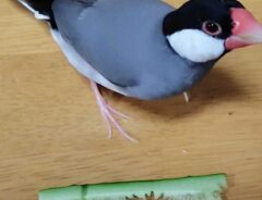 文鳥の画像