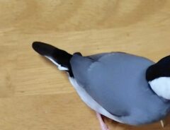 文鳥の画像